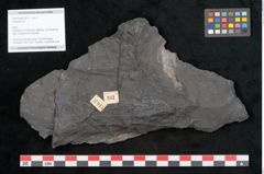 Foto (Objekt + Etikett) von Callipteris sp.  (NHMW-GEO-2024-0188-10915)